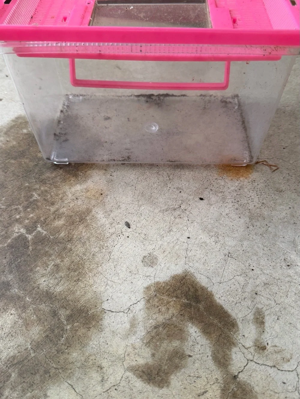Small Pets Clear Plastic Travel Tank with Pink Ventilated Lid
